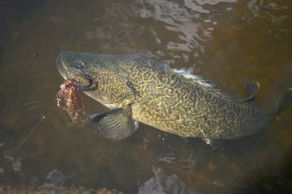 Cod's Own Country 2